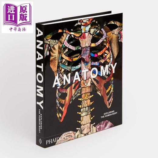 【中商原版】解剖学：探索人体 英文原版 Anatomy: Exploring the Human Body 商品图8