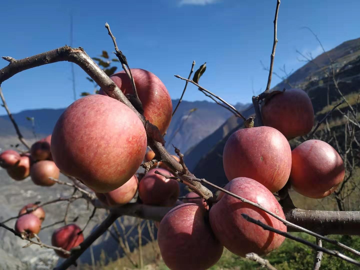 南沟村，糖心苹果 5斤装