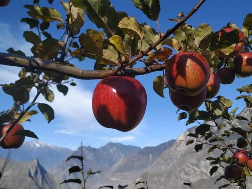 南沟村，糖心苹果 5斤装 商品图2