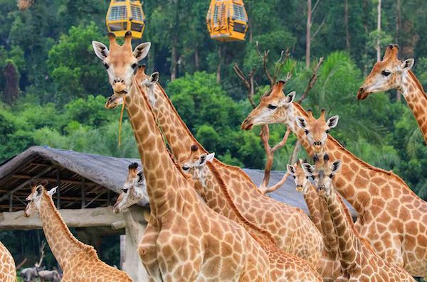 長隆野生動物園--全國首批國家級aaaaa旅遊景區:長隆旅遊度假區,地處