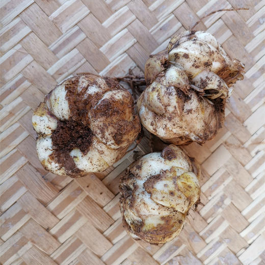 云南高原药菜百合-粉糯微苦-亦菜亦药-食药同源-包邮-六零种植标准