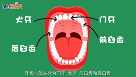 第6集 人体最坚固的器官