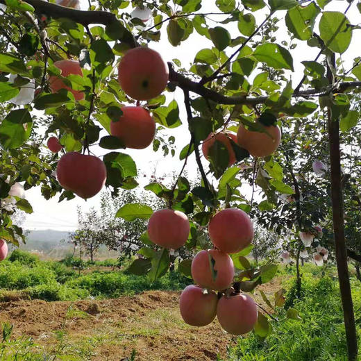 【农场直邮】有机富士苹果丨精品9枚（宋洁自然农场） 商品图1