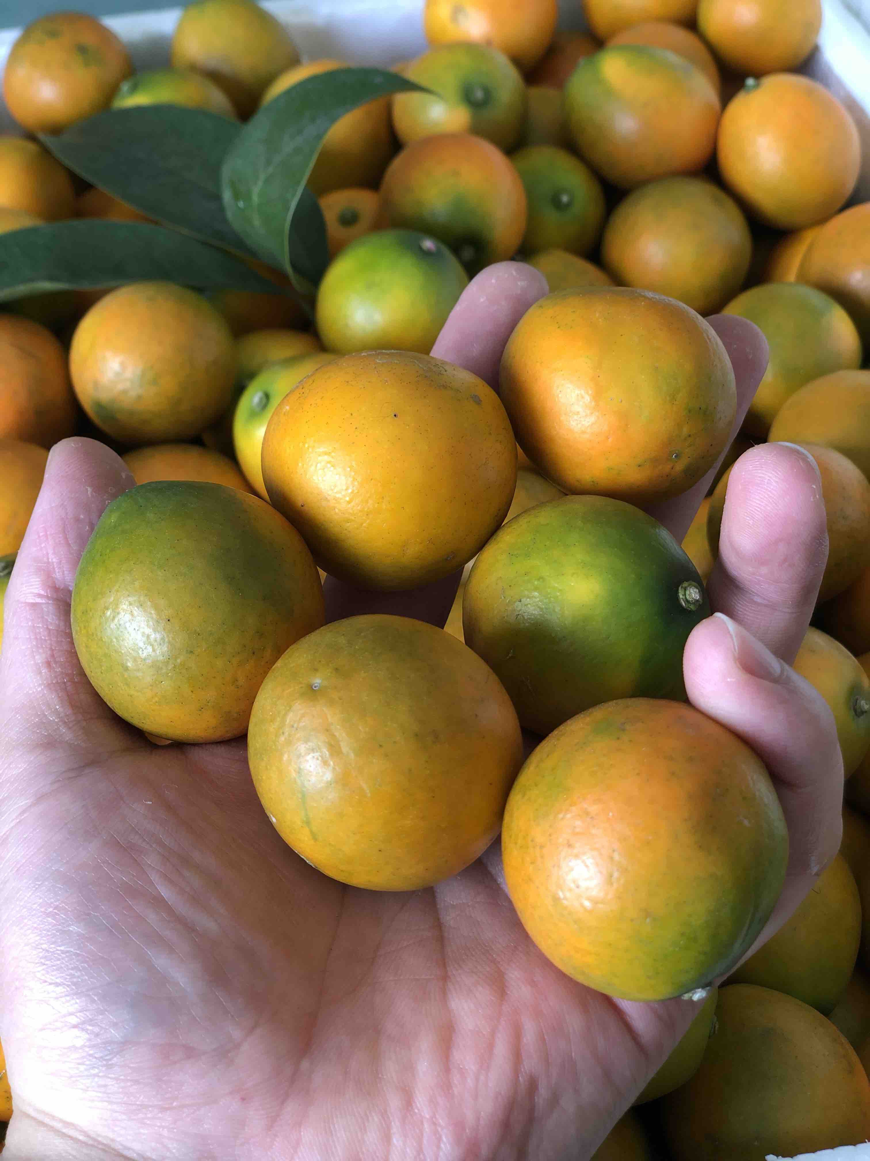 脆皮金桔正宗广西融安脆皮金桔大果纯甜无酸水分足老少皆宜人肺胆经理