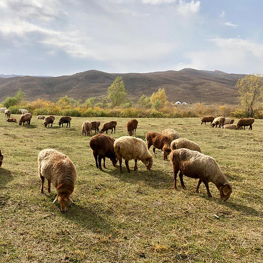《风味人间》新疆·阿勒泰大尾羊 天然牧场大尾羊，自带奶香味 商品图5