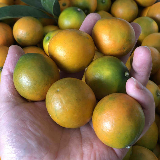 【金桔】正宗广西融安脆皮金桔（大果），纯甜无酸，水分足，老少皆宜，人肺、胆经，理气解郁！ 商品图1