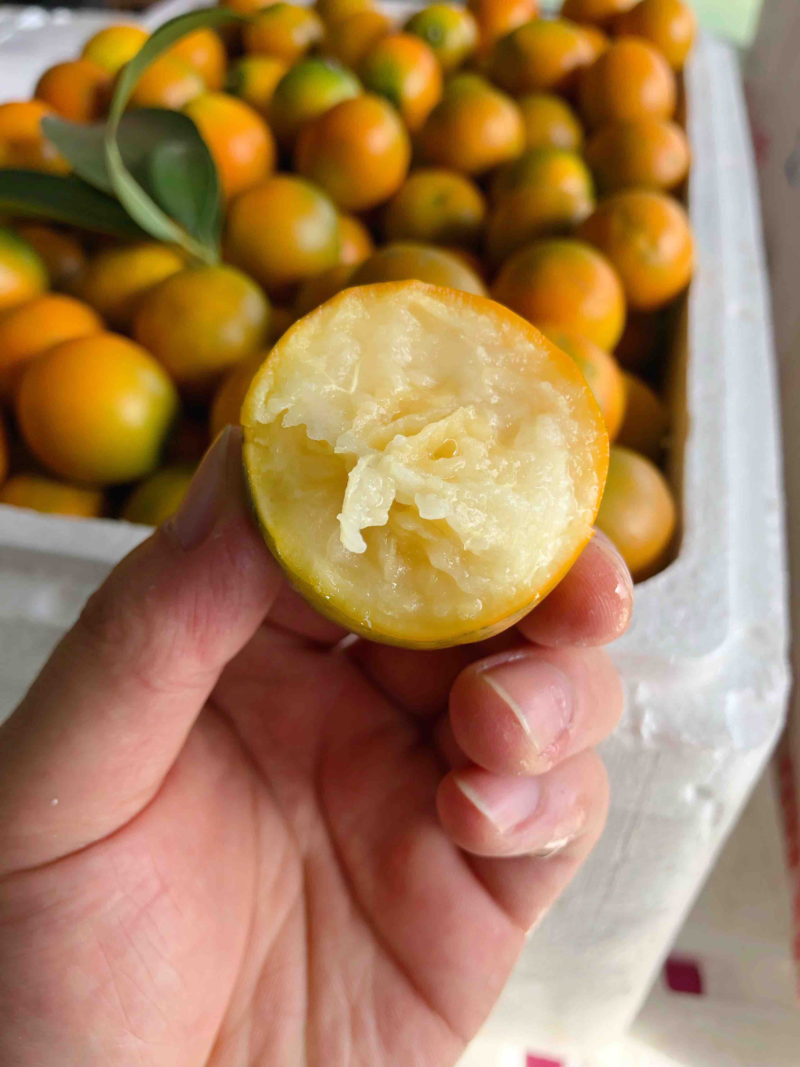 脆皮金桔正宗广西融安脆皮金桔大果纯甜无酸水分足老少皆宜人肺胆经理