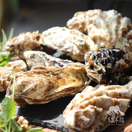 生态深海生蚝 | 合作生产 * Eco-Deep sea oyster | Coperation 商品图1