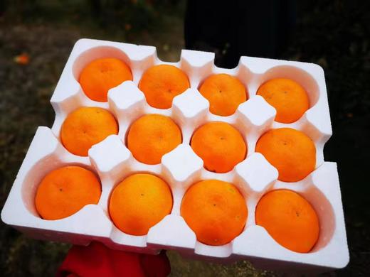 【甜到爆！】2019临海涌泉蜜桔（仅售江浙沪地区） 商品图2