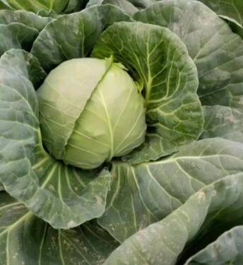 铁头包菜(结球甘蓝)