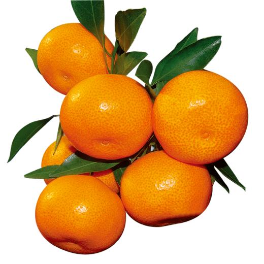 【3斤】新鲜四川汉中蜜桔 重约3斤【2日内提货】 商品图3