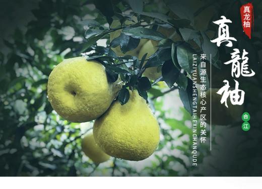 【云燕优品】合江真龙柚孕妇小孩老人新鲜当季水果整箱包邮 商品图0