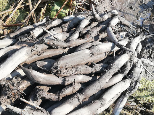 【产地直发  粉糯香】洪湖莲藕 口感粉糯 精选中间藕段发货 炖汤很粉！生鲜产品，人工机器采挖轻微磕伤削掉即可，产地直发每天都是现挖现发，建议收到之后一周内食用最佳哦 商品图3