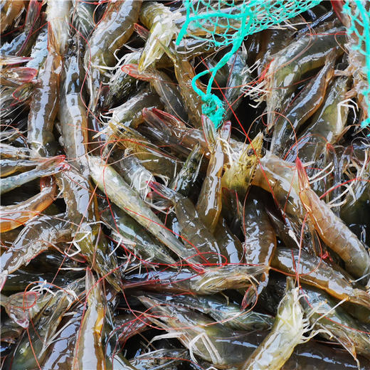 预售 预计12月23日发货 如遇天气回暖发货会另有延迟「自营」山东无棣高虾青素 盐田虾 ( 通过放射性安全复检) 商品图3