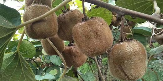 眉县酵素高钙富硒猕猴桃 果肉细腻 入口即化 富含VC  /赵秋霞 商品图2