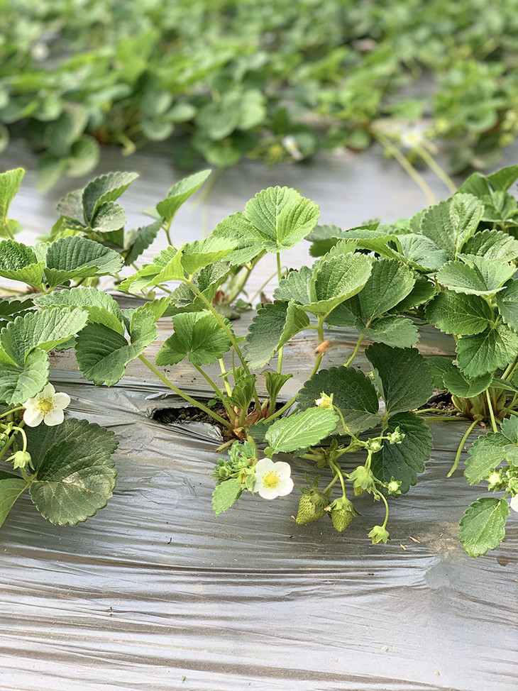 9元】董家七彩莓园亲子采摘 含1斤头茬草莓!
