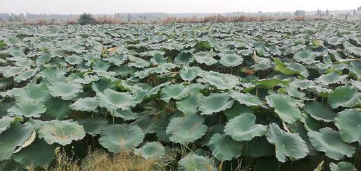 【产地直发  粉糯香】洪湖莲藕 口感粉糯 精选中间藕段发货 炖汤很粉！生鲜产品，人工机器采挖轻微磕伤削掉即可，产地直发每天都是现挖现发，建议收到之后一周内食用最佳哦 商品图6
