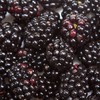 黑树莓 商品缩略图2