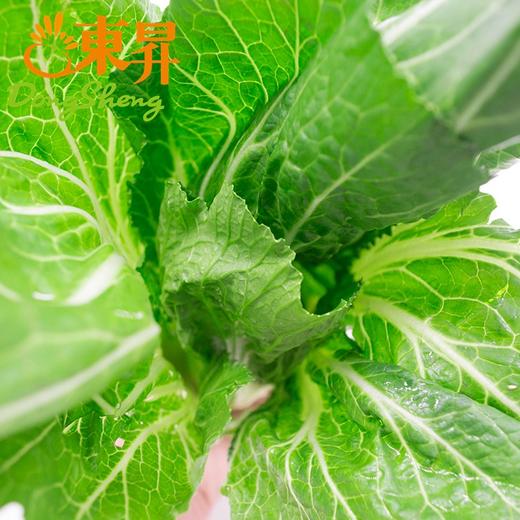 东升农场  芥菜 盖菜  广州蔬菜新鲜配送300G 商品图3