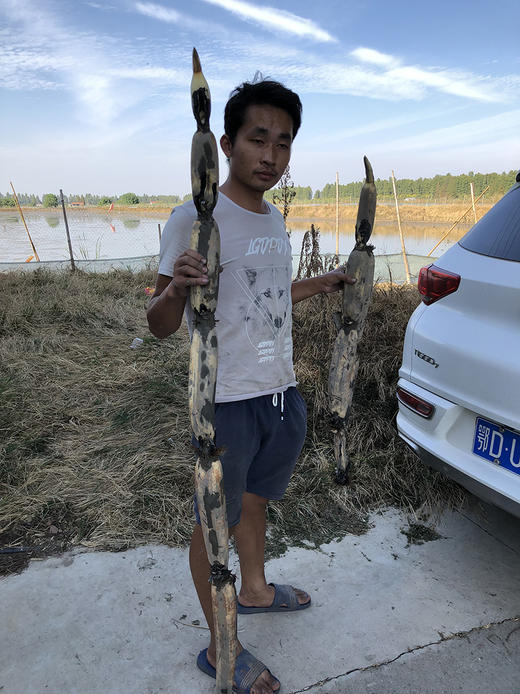 【产地直发  粉糯香】洪湖莲藕 口感粉糯 精选中间藕段发货 炖汤很粉！生鲜产品，人工机器采挖轻微磕伤削掉即可，产地直发每天都是现挖现发，建议收到之后一周内食用最佳哦 商品图5