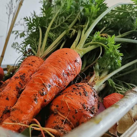 带泥的胡萝卜500g