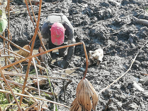 【产地直发  粉糯香】洪湖莲藕 口感粉糯 精选中间藕段发货 炖汤很粉！生鲜产品，人工机器采挖轻微磕伤削掉即可，产地直发每天都是现挖现发，建议收到之后一周内食用最佳哦 商品图2