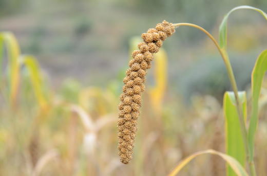 米脂油小米 商品图1