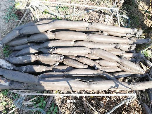 【产地直发  粉糯香】洪湖莲藕 口感粉糯 精选中间藕段发货 炖汤很粉！生鲜产品，人工机器采挖轻微磕伤削掉即可，产地直发每天都是现挖现发，建议收到之后一周内食用最佳哦 商品图1