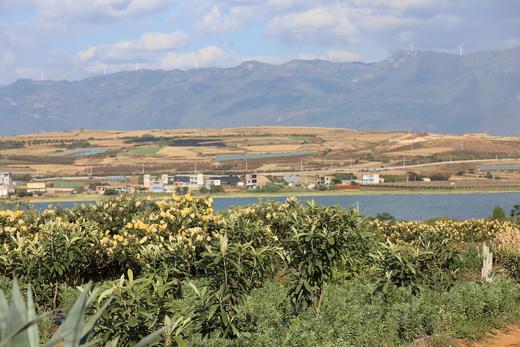 【SGS 375项农残0检出】【枇杷膏】蒙自“长虹”枇杷膏 传统古法熬制 350g/瓶 商品图3