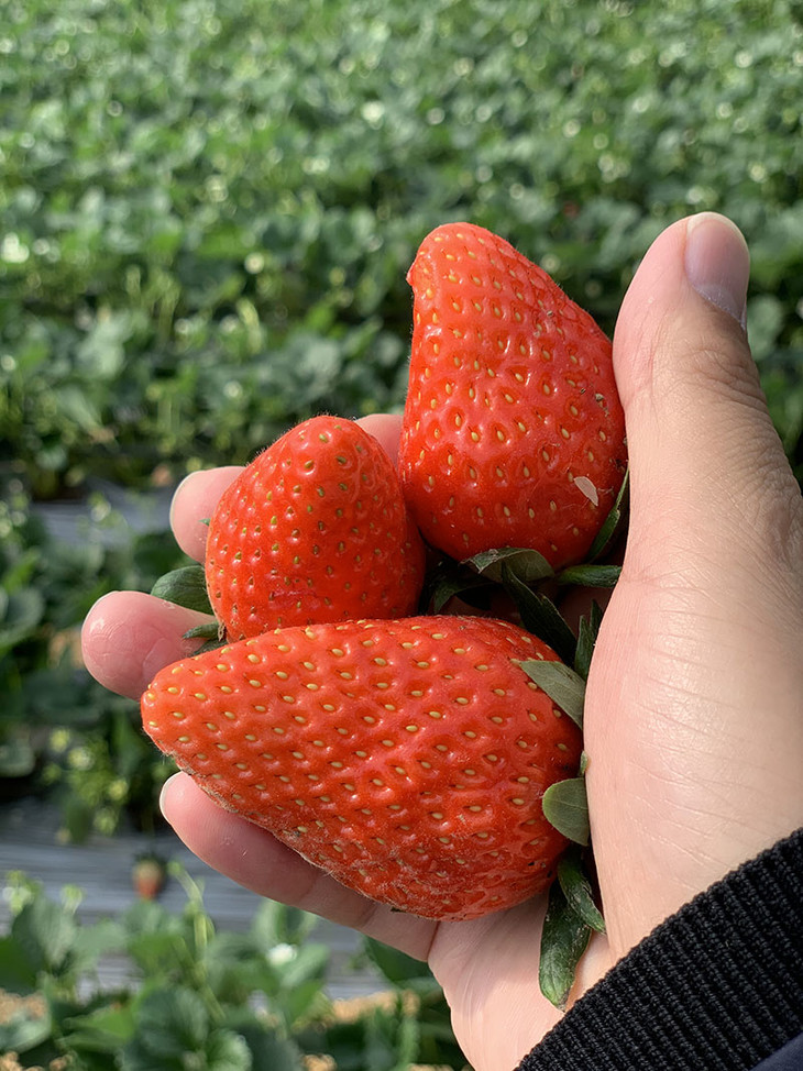 9元】董家七彩莓园亲子采摘 含1斤头茬草莓!