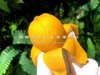 🛵大颗五星甜枇杷（带枝）云南 商品缩略图5