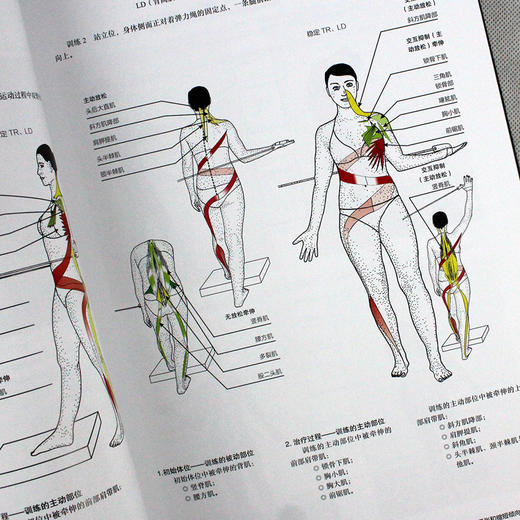 肌肉链 脊柱的螺旋稳定 商品图4