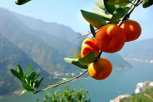 【93车友冬游季】大“橘”为重-千岛湖蜜橘采摘 商品图2