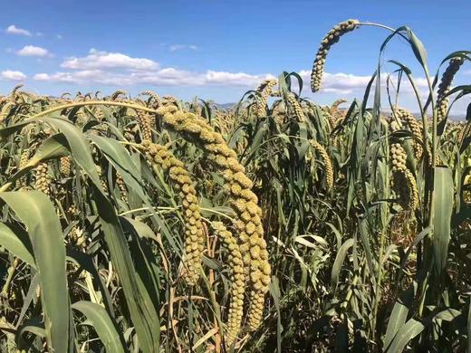 【山西广灵小米】500g/袋，国家地理标志产品，色泽鲜红明亮，绵软可口，富有弹性 商品图4