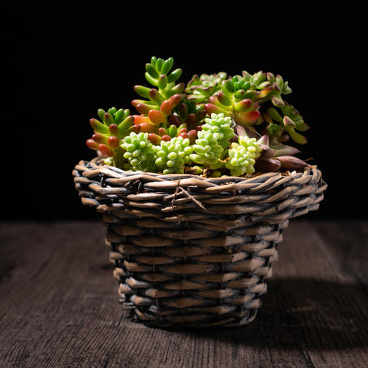 艺术盆栽包年套餐 商品图1