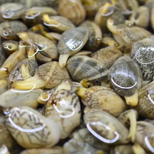 冰鲜蛤蜊 花甲吐沙干净 贝类海鲜