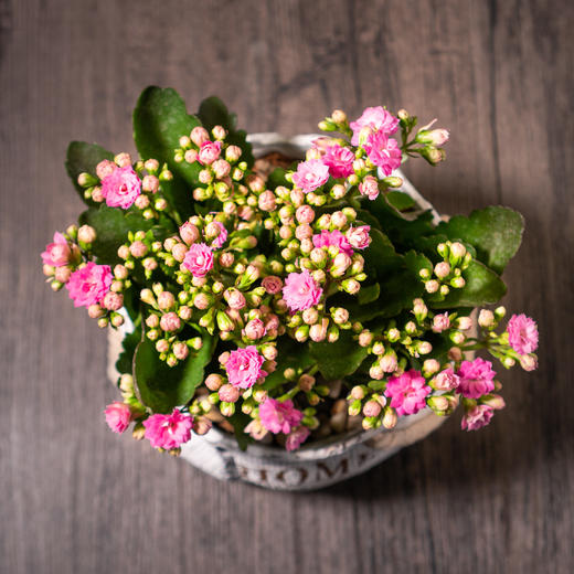 艺术盆栽包年套餐 商品图6