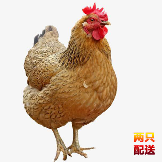 新疆天山田园生态老母鸡（两只起送） 商品图1