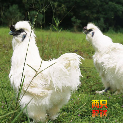 田园生态乌鸡（2只起送） 商品图1