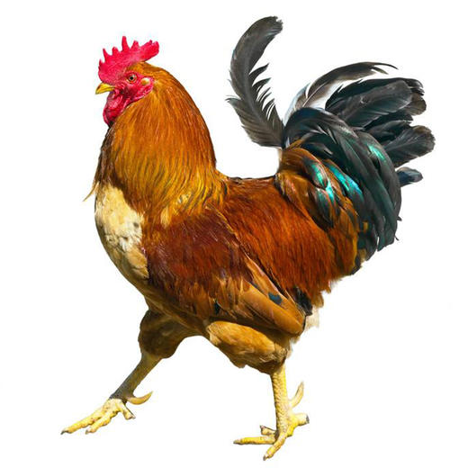 新疆田园生态公鸡（两只起送） 商品图1