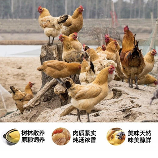 皖北 农家散养郭大村两年老母鸡 商品图3