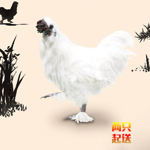 田园生态乌鸡（2只起送） 商品图3