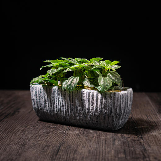 艺术盆栽包年套餐 商品图4