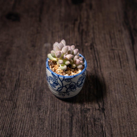 艺术盆栽包年套餐 商品图5