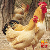 新疆天山田园生态老母鸡（两只起送） 商品缩略图0