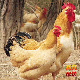 新疆天山田园生态老母鸡（两只起送）