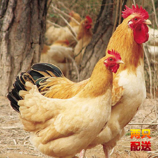 新疆天山田园生态老母鸡（两只起送） 商品图0