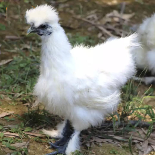 皖北 农家散养郭大村两年老母鸡1只+散养白羽乌鸡1只 商品图4