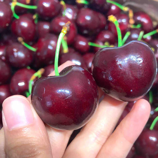 智利空运3jjj超大加黑车厘子santina每箱5斤礼盒