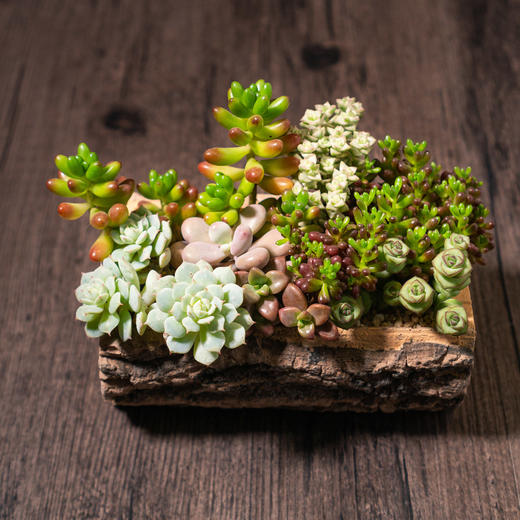 艺术盆栽包年套餐 商品图2